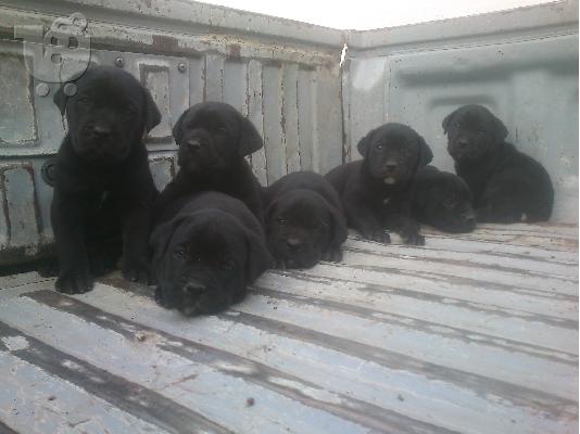 katharoaima cane corso
